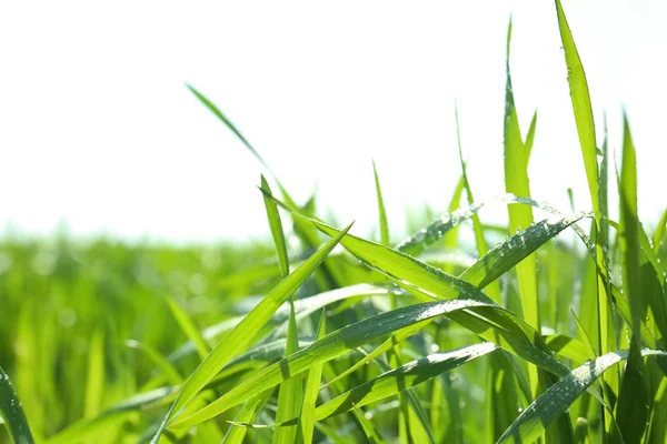 Young Green Wheat Dew Drops Sunny Spring Day — Stock Photo, Image