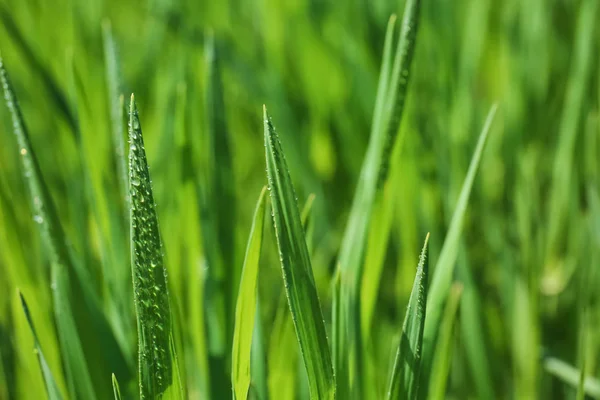 Young Green Wheat Dew Drops Sunny Spring Day — Stock Photo, Image