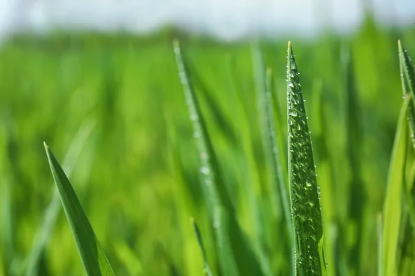 Young Green Wheat Dew Drops Sunny Spring Day — Stock Photo, Image