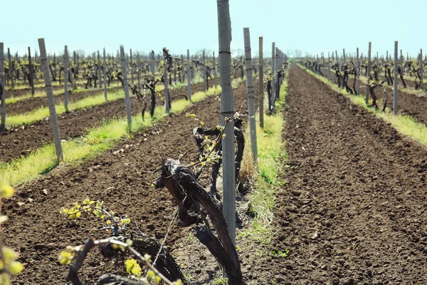 Vista Del Viñedo Día Soleado —  Fotos de Stock