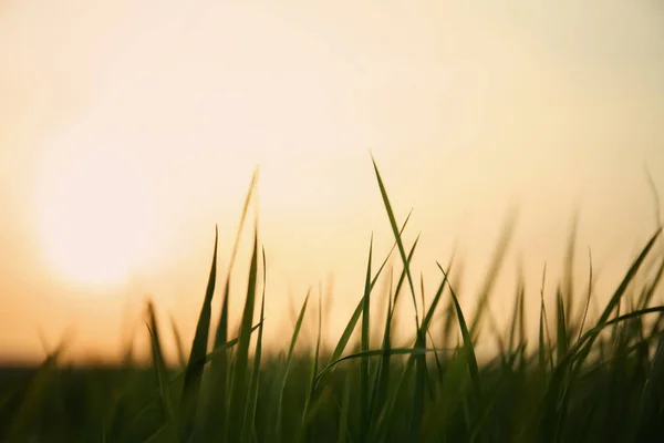 Lush Green Grass Spring Evening — Stock Photo, Image