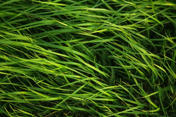 Lush Green Grass Spring Day — Stock Photo, Image