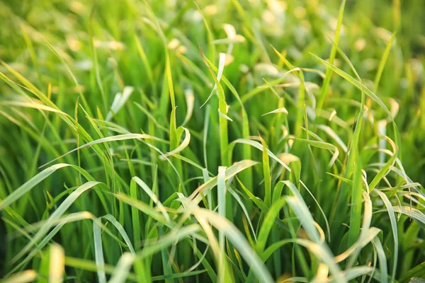 Lush Green Grass Spring Day — Stock Photo, Image