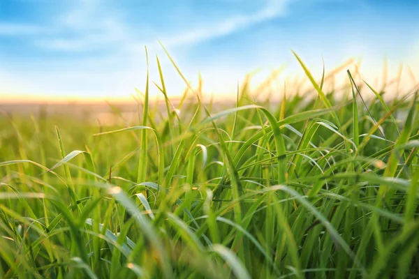 Lush Green Grass Spring Day — Stock Photo, Image