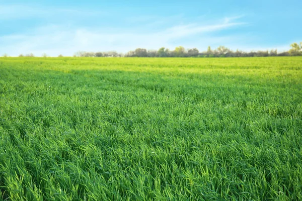 Green Wheat Field Sunny Day — Stock Photo, Image