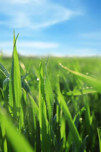 Young Green Wheat Dew Drops Spring Day Closeup — Stock Photo, Image