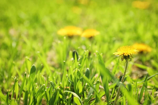 Beautiful Yellow Dandelion Spring Day — Stock Photo, Image