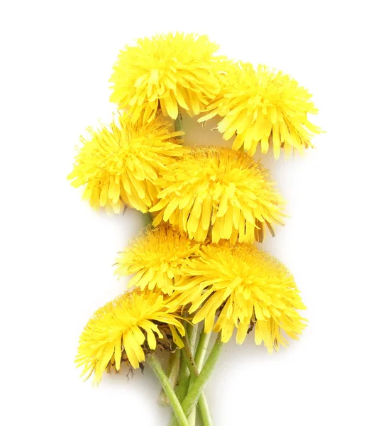 Gele Paardenbloemen Witte Achtergrond — Stockfoto