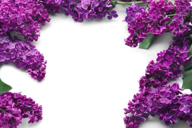 Beyaz arka plan üzerinde güzel çiçek açması leylak