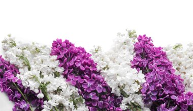 Beyaz arka plan üzerinde güzel çiçek açması leylak