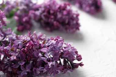 Tablo, closeup güzel çiçek açması leylak