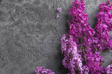 Gri arka plan üzerinde güzel çiçek açması leylak