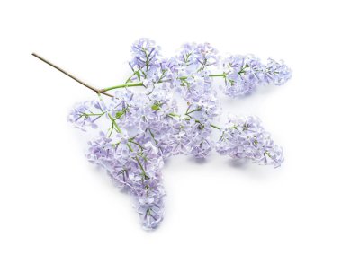 Beyaz arka plan üzerinde güzel çiçek açması leylak