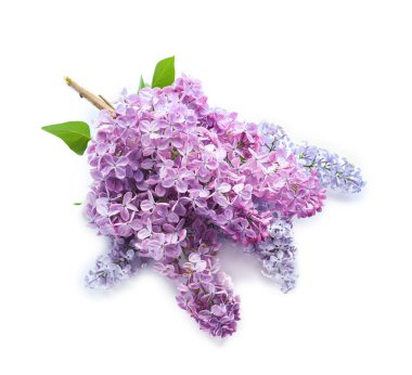 Beyaz arka plan üzerinde güzel çiçek açması leylak