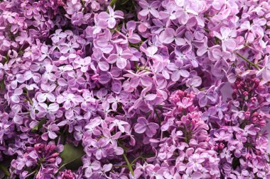 Arka plan olarak güzel çiçek açması leylak