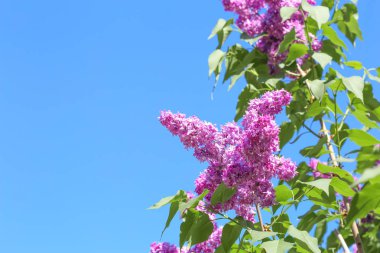 Çiçek açması leylak mavi gökyüzü karşı