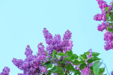 Çiçek açması leylak mavi gökyüzü karşı