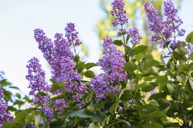 Çiçek açması leylak mavi gökyüzü karşı