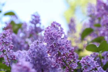 Bahar gününde çiçek açması leylak