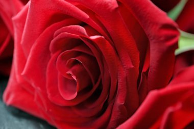 Güzel kırmızı gül, portre