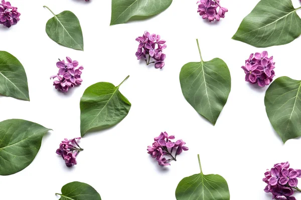 Beautiful Blossoming Lilac Leaves White Background — Stock Photo, Image