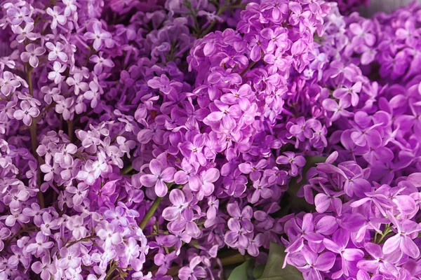 Vackra Blommande Syren Som Bakgrund — Stockfoto