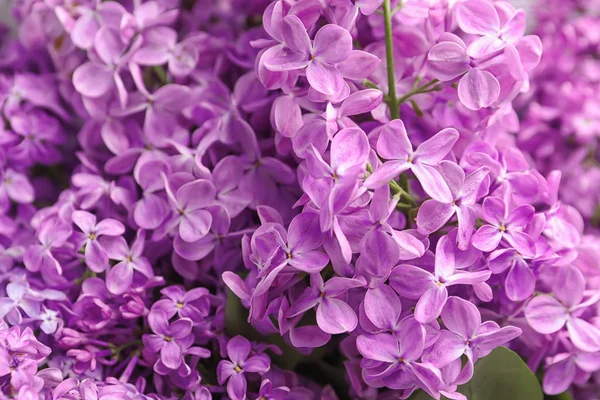 Lindas Flores Lilás Como Fundo Close — Fotografia de Stock