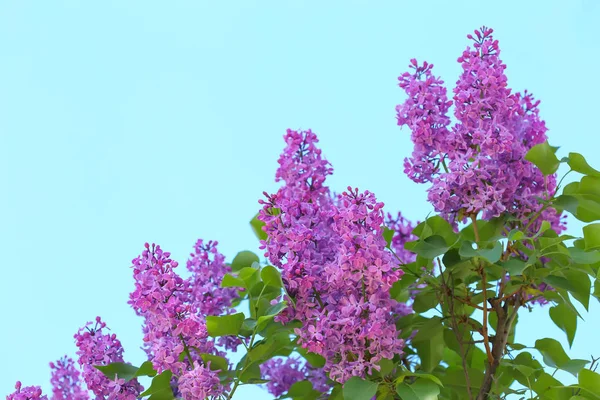Floração Lilás Contra Céu Azul — Fotografia de Stock