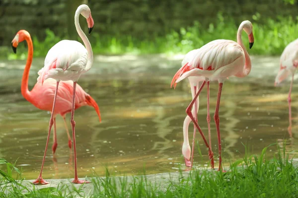 Prachtige Flamingo Dierentuin — Stockfoto