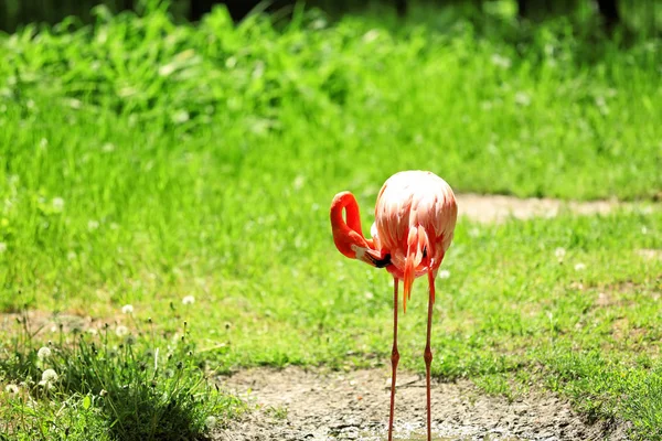 Prachtige Flamingo Zoölogische Tuin — Stockfoto