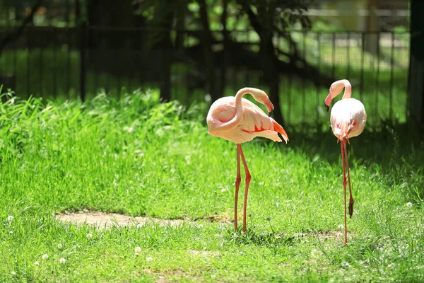 Beautiful flamingos in zoological garden