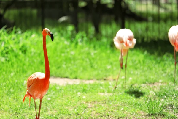Beautiful flamingo in zoological garden