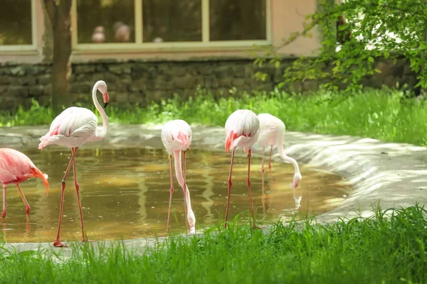Prachtige Flamingo Dierentuin — Stockfoto