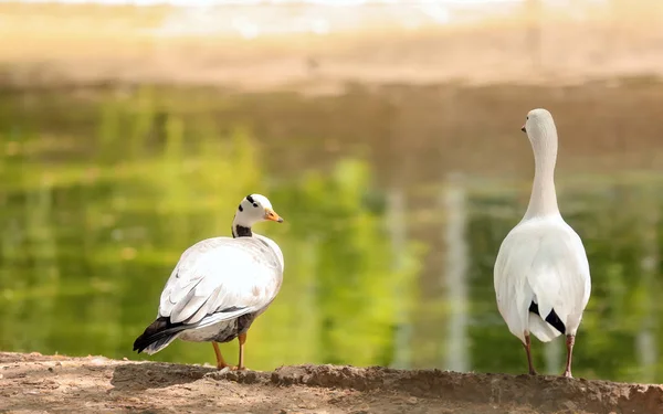 Uccelli Nel Giardino Zoologico — Foto Stock