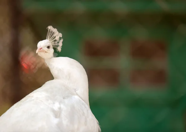 Mooie Witte Pauw Dierentuin — Stockfoto