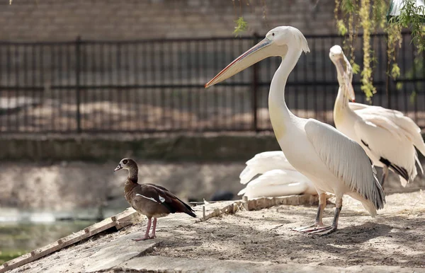 Pélicans Mignons Dans Jardin Zoologique — Photo