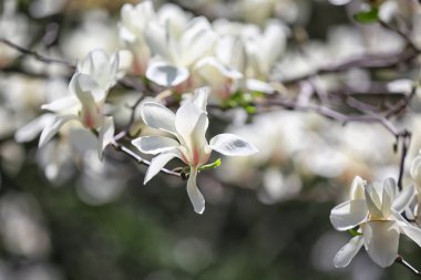 Açık havada çiçek açan güzel ağaç dalları
