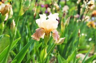 Açık havada bahar gününde güzel çiçek açması Iris