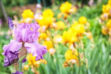 Açık havada bahar gününde güzel çiçek açması süsen