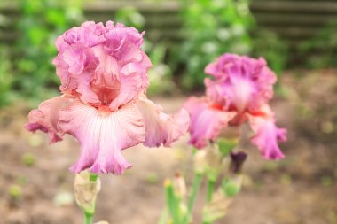 Açık havada bahar gününde güzel çiçek açması süsen