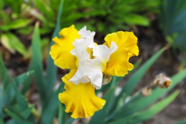 Açık havada bahar gününde güzel çiçek açması Iris