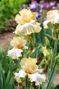 Açık havada bahar gününde güzel çiçek açması süsen