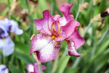 Açık havada bahar gününde güzel çiçek açması Iris