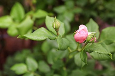 Açık havada bahar gününde güzel gül