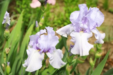Açık havada bahar gününde güzel çiçek açması süsen