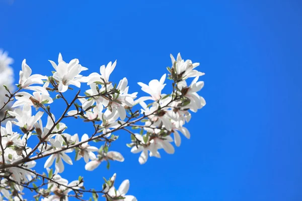 Hermoso Árbol Flor Sobre Fondo Del Cielo —  Fotos de Stock