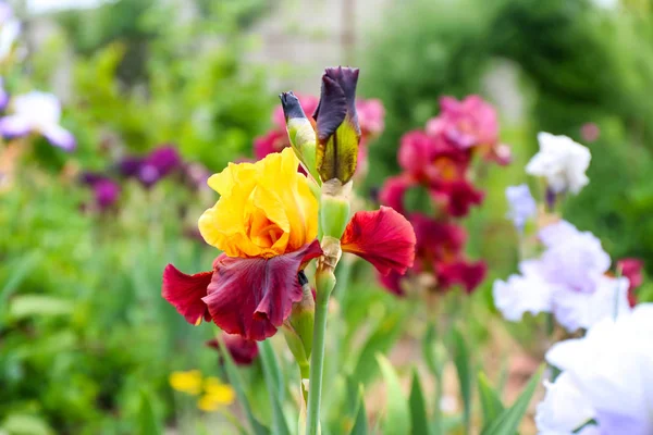 Mooie Bloeiende Iris Lente Dag Buitenshuis — Stockfoto