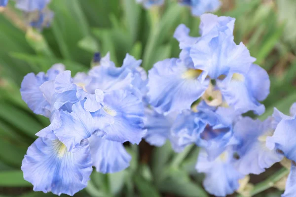 Mooie Bloeiende Irissen Lente Dag Buitenshuis — Stockfoto