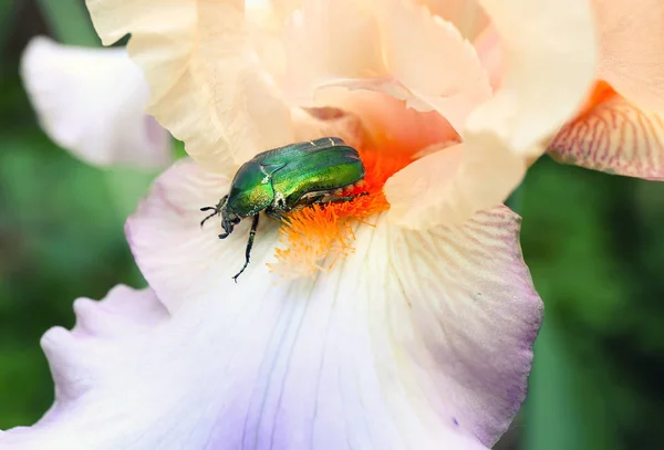 Grön Skalbagge Blommande Iris Närbild — Stockfoto