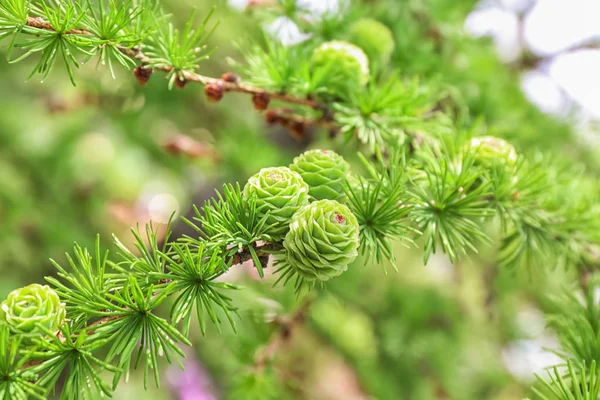 Hermoso Alerce Con Conos Verdes Aire Libre — Foto de Stock